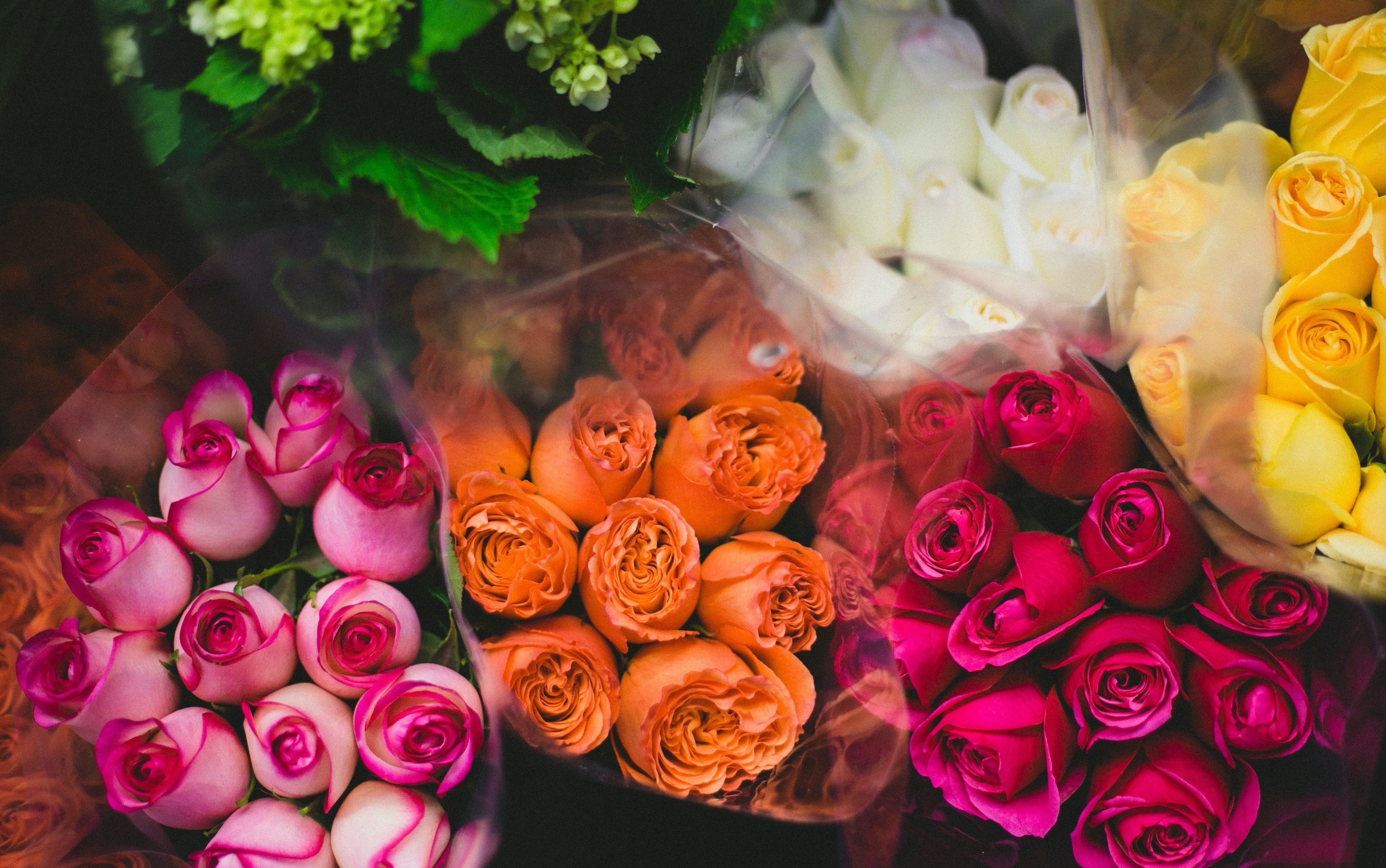 Magic Garden Roses Melbourne's Largest Range of Roses
